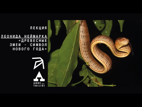 Видео: Леонид Неймарк: Древесные змеи - символ Нового года