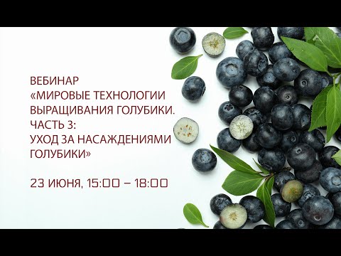 Видео: Мировые технологии выращивания голубики.Часть 3: Уход за насаждениями голубики