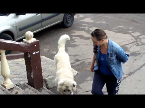 Видео: Дрессировка щенка кавказской овчарки. Работа над ошибками или Не мешайте собаке ошибаться.