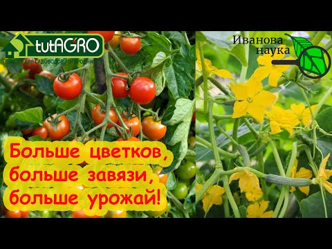 Видео: ЕЩЁ БОЛЬШЕ ЦВЕТКОВ, ЕЩЕ БОЛЬШЕ ЗАВЯЗЕЙ на ТОМАТАХ, ОГУРЦАХ, ПЕРЦАХ и БАКЛАЖАНАХ. Всё по-простому.