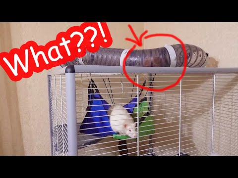 Видео: Я в ШОКЕ где жил сбежавший хомяк