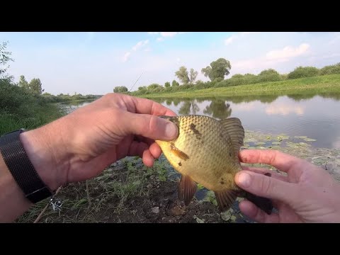 Видео: ВЕЧЕРНЯЯ РЫБАЛКА на ПОПЛАВОК! КЛЁВ СУПЕР! КРУПНЯК!