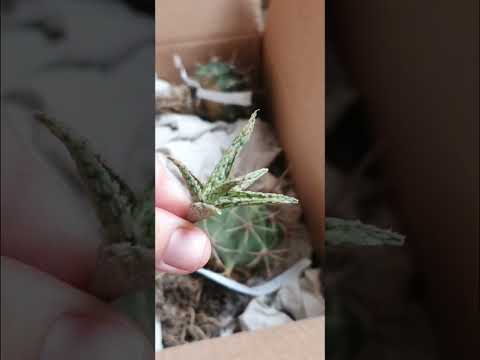 Видео: Посылка из Ставрополя📦🚛 | Колючки🌵 и не только🌿🌺 #cactus #cactuslover