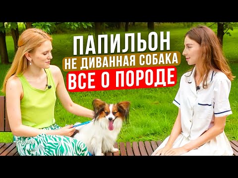 Видео: Папильон - не диванная собака. Все о породе