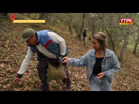 Видео: Биздин регион: Кызыл-Үңкүр токой чарбасы