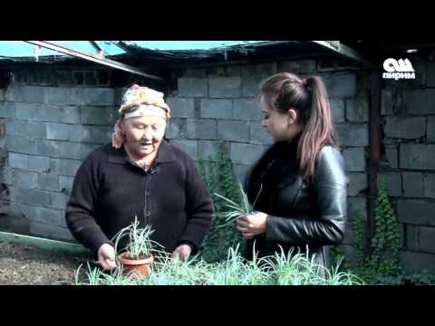 Видео: Гул дуйно гвоздика 22.11.16. #ОшПирим