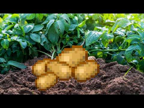 Видео: МАЙНКРАФТ СПИДРАН ПО КАРТОШКЕ