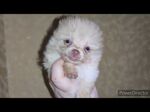 Видео: Щенки Арги взрослеют.