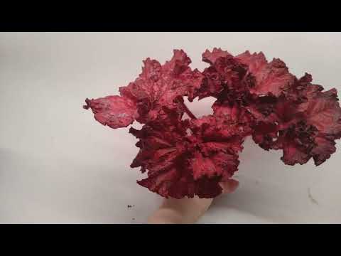 Видео: Обзор коллекции 2. Бегонии.