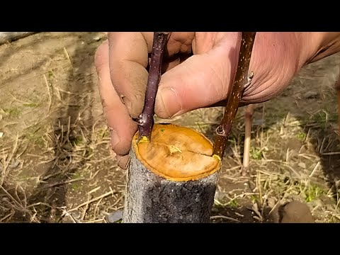 Видео: Прививка груш 100 % резултат