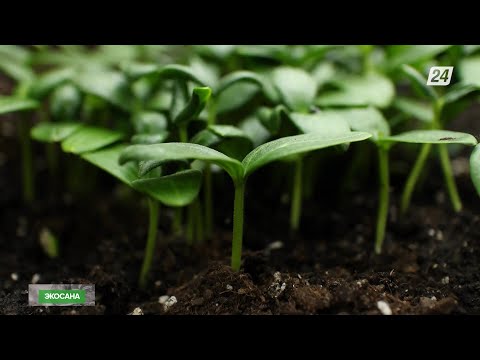 Видео: Қу тақыр жерді қалай қылқан жапырақты орманға айналдыруға болады? | Экосана