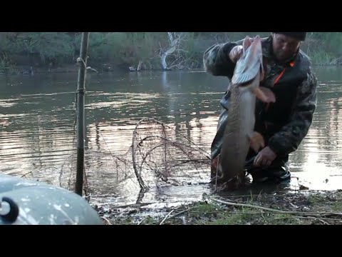 Видео: Проверка ловушек (фитилей )хороший улов !!!поймали монстра !!!!!