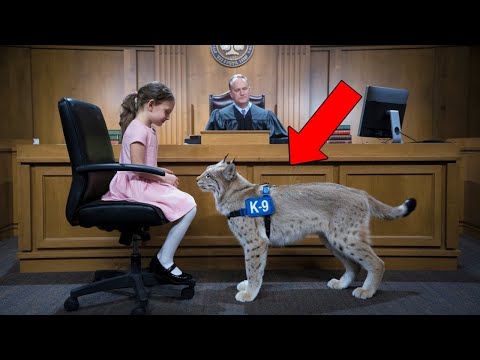 Видео: Девочка Подаёт Сигнал Рыси, Судья Останавливает Суд, Когда Рысь Неожиданно Реагирует!