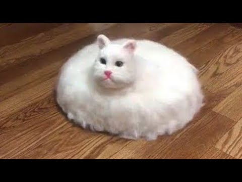 Видео: Ты смеёшься — ты проиграл 🤣😹 Самые смешные кошки и собаки 2025 😻🐶