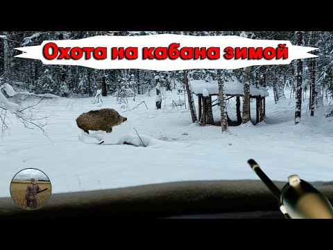 Видео: Охота на кабана зимой