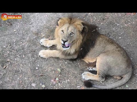 Видео: Малыш и Чоли - самый яркий  роман 🧡 Львы. Тайган. Lions life in Taigan.