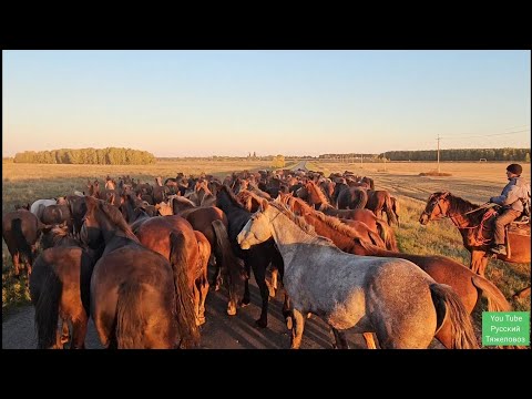 Видео: Жеребец Малыш гонит табун.| Пастух потерял плащ, кнут и сломал рёбра.
