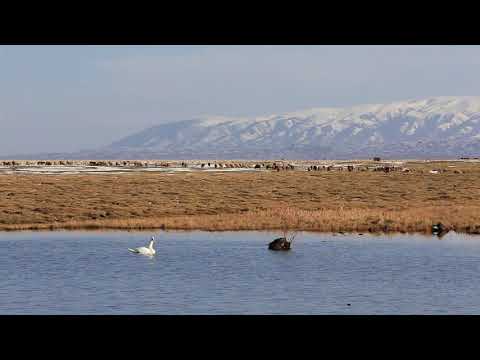 Видео: Проездом через поселок Кеген. Passing through the village of Kegen. Kazakhstan.