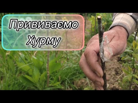 Видео: Весняна прививка на сіянці. Вірджинської Хурми!!!