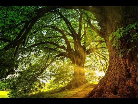 Видео: 13/11/2025 г. Երգերի հավաքածու։ song collection։ сборник песен։