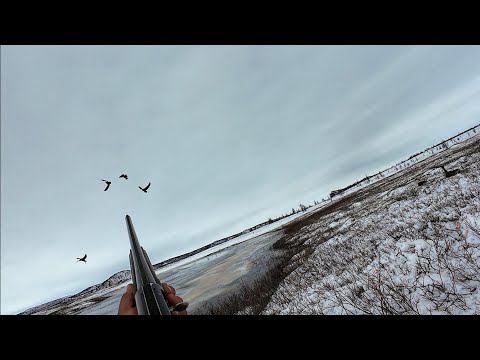 Видео: ОХОТА НА ГУСЯ 2025 ТОЛЬКО ВЫСТРЕЛЫ северная Якутия #охота #якутия #природа #hunting