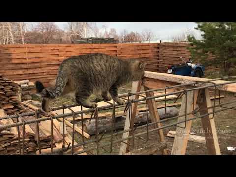 Видео: Кот-технадзор. Улыбаемся чаще )))