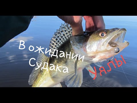 Видео: Рыбалка на реке Нура! /в ожидании Судака/.св.Уялы.