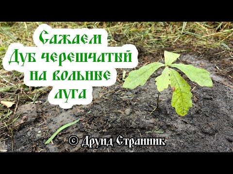 Видео: Как посадить Дуб на вольные луга!