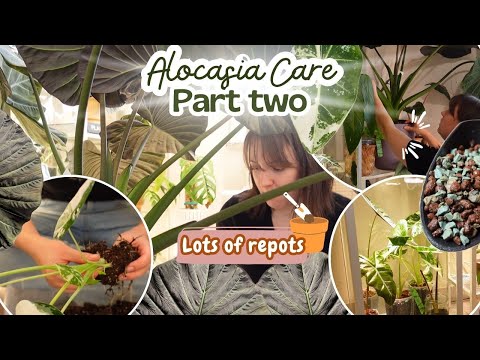 Видео: Уход за алоказией, часть вторая🌿Большой королевский щит получает обновление + перезапуск и переса...