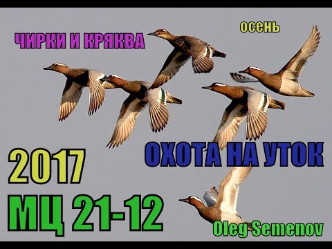 Видео: охота на уток осень 2017. полные сапоги чирков, немного кряквы и много камыша)))) ружье мц 21-12