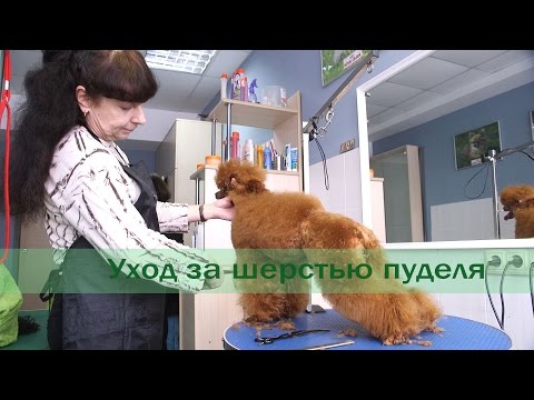 Видео: Уход за шерстью пуделя