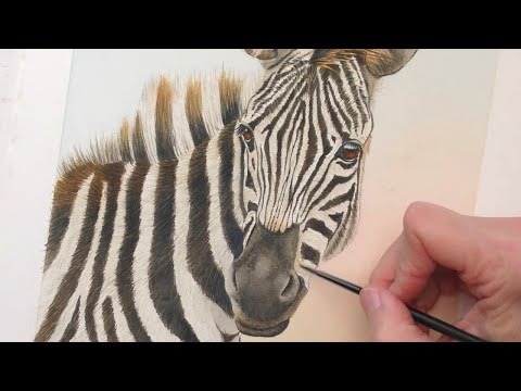 Видео: Зебра акварелью, шаг за шагом