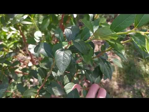 Видео: Анамальное цветение голубики в конце сентября. Голубика Веймут