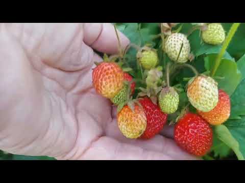 Видео: Вот те на!После ливней аномальная жара!