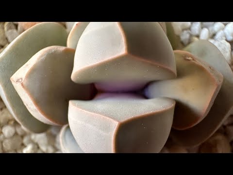 Видео: Лапидария/ Lapidaria Margaretae. Если вы это знаете- значит у вас всё получится! 22.03.25