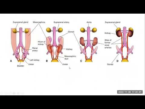 Видео: Эмбриогенез мочевой системы