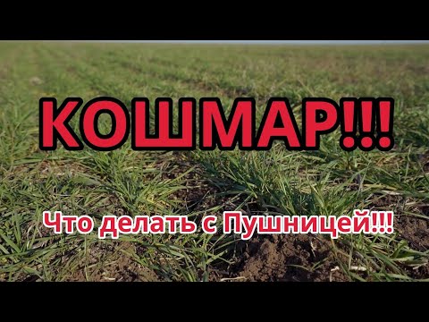 Видео: Жара!!! Что стало с Пушницей
