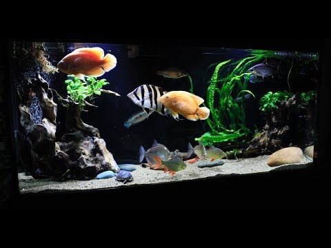 Видео: Интерактивный аквариумный туризм Сезон 4 Выпуск 19 - Аквариум о котором можно говорить много