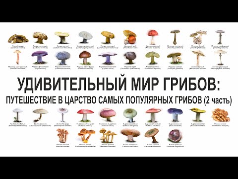 Видео: УДИВИТЕЛЬНЫЙ МИР ГРИБОВ, ПУТЕШЕСТВИЕ В ЦАРСТВО САМЫХ ПОПУЛЯРНЫХ ГРИБОВ (2 часть)