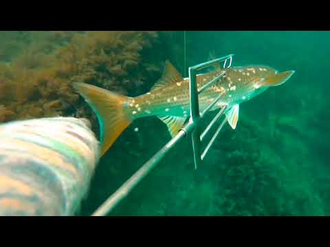 Видео: Подводная охота на лобана