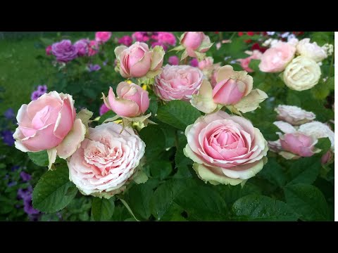 Видео: Распустилась любимая роза.Красота роз!!!Ливень на даче.