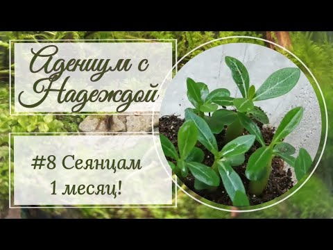 Видео: Адениум с Надеждой #8. Сеянцам 1 месяц!