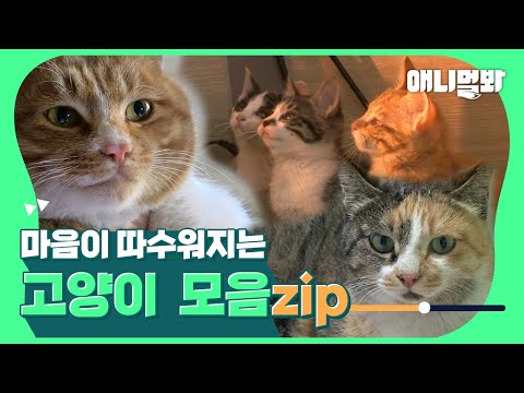 Видео: Понаблюдайте за кошками, которые согреют ваше сердце