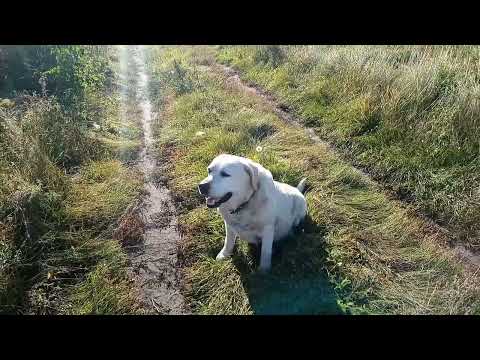 Видео: Магирани Нави
