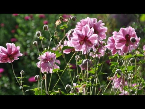 Видео: Замовила квіти для нового квітника. Розпаковка посилки.