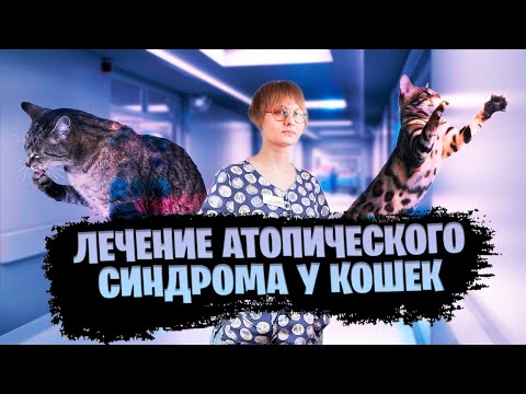 Видео: Лечение атопического синдрома у кошек / ветеринарная клиника / вебинар лекция