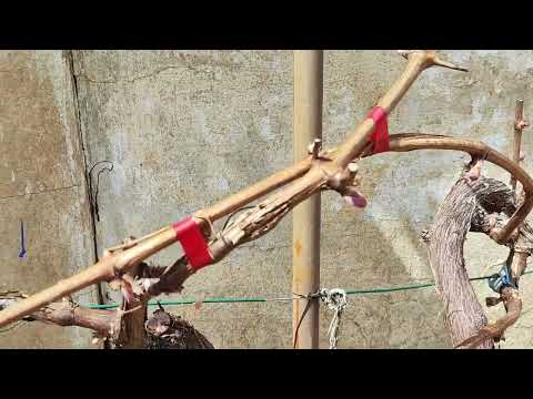 Видео: 2024 начало вегетации на винограднике, конец апреля