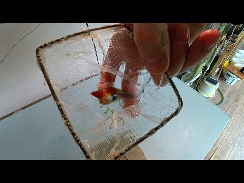 Видео: Взял крупных рыб на нерест, забрал Барбуса