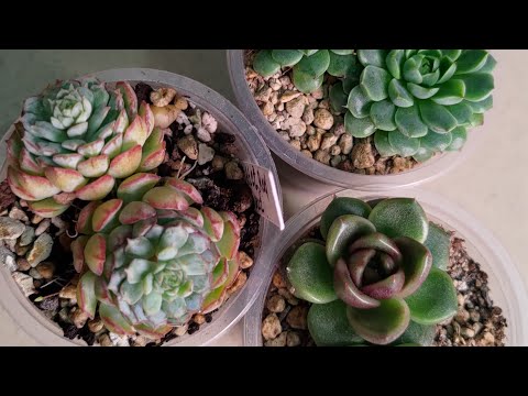 Видео: обзор на коллекцию суккулентов ч 3.#суккуленты