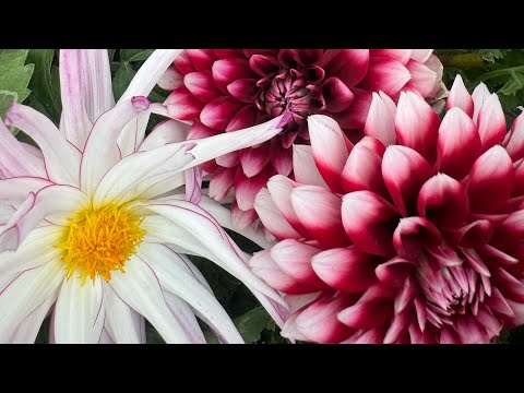 Видео: Георгина гүлін көбейту жолы 🌺🌺🌺🌺